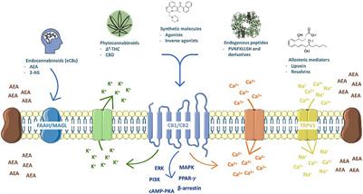 Quality of Life and a Surveillant Endocannabinoid System